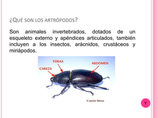 ¿QUÉ SON LOS ARTRÓPODOS?
Son animales invertebrados, dotados de un
esqueleto externo y apéndices articulados, también
incluyen a los insectos, arácnidos, crustáceos y
miriápodos.




                                                     Y
 