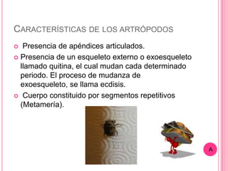 CARACTERÍSTICAS DE LOS ARTRÓPODOS
  Presencia de apéndices articulados.
 Presencia de un esqueleto externo o exoesqueleto
  llamado quitina, el cual mudan cada determinado
  periodo. El proceso de mudanza de
  exoesqueleto, se llama ecdisis.
 Cuerpo constituido por segmentos repetitivos
  (Metamería).




                                                     A
 