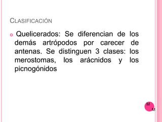 CLASIFICACIÓN
   Quelicerados: Se diferencian de    los
    demás artrópodos por carecer        de
    antenas. Se distinguen 3 clases:   los
    merostomas, los arácnidos y        los
    picnogónidos



                                             M
                                                 M
 