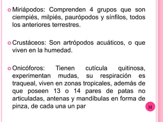 Miriápodos:  Comprenden 4 grupos que son
 ciempiés, milpiés, paurópodos y sínfilos, todos
 los anteriores terrestres.

 Crustáceos: Son artrópodos acuáticos, o que
 viven en la humedad.

 Onicóforos:    Tienen    cutícula    quitinosa,
 experimentan mudas, su respiración es
 traqueal, viven en zonas tropicales, además de
 que poseen 13 o 14 pares de patas no
 articuladas, antenas y mandíbulas en forma de
 pinza, de cada una un par
 