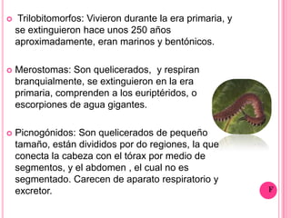     Trilobitomorfos: Vivieron durante la era primaria, y
    se extinguieron hace unos 250 años
    aproximadamente, eran marinos y bentónicos.

   Merostomas: Son quelicerados, y respiran
    branquialmente, se extinguieron en la era
    primaria, comprenden a los euriptéridos, o
    escorpiones de agua gigantes.

   Picnogónidos: Son quelicerados de pequeño
    tamaño, están divididos por do regiones, la que
    conecta la cabeza con el tórax por medio de
    segmentos, y el abdomen , el cual no es
    segmentado. Carecen de aparato respiratorio y
    excretor.
 