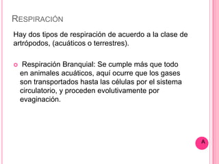 RESPIRACIÓN
Hay dos tipos de respiración de acuerdo a la clase de
artrópodos, (acuáticos o terrestres).

    Respiración Branquial: Se cumple más que todo
    en animales acuáticos, aquí ocurre que los gases
    son transportados hasta las células por el sistema
    circulatorio, y proceden evolutivamente por
    evaginación.




                                                         A
 