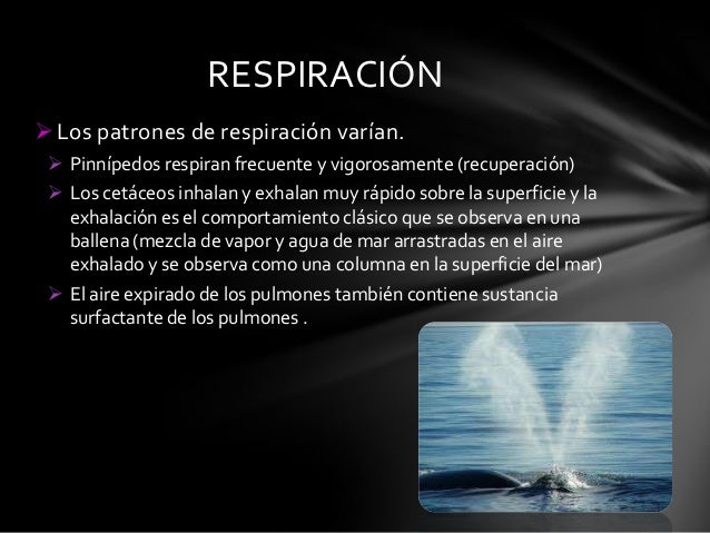 Respiración en mamíferos marinos