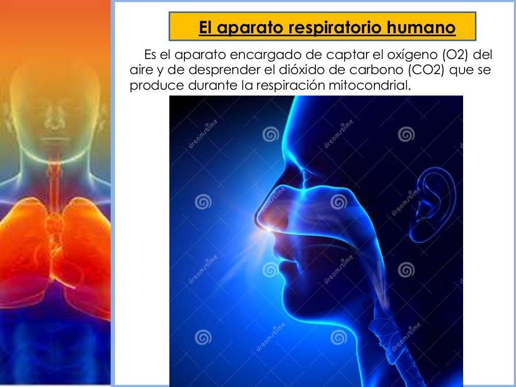 Respiración humana