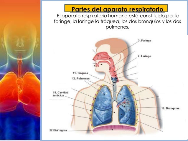 Respiración humana