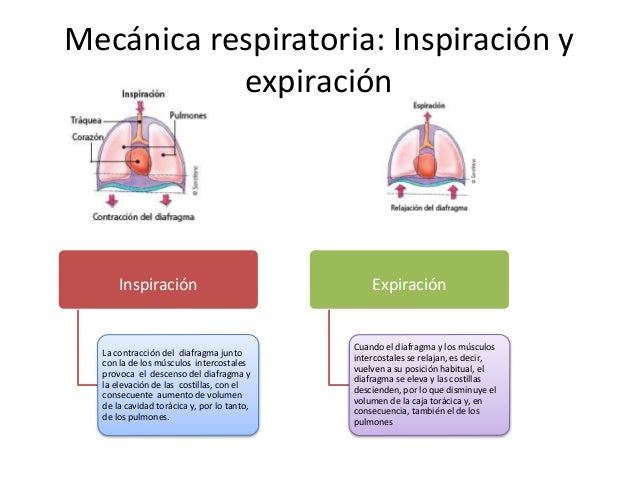 Mecanica De La Respiracion Inspiracion Y Espiracion es.slideshare.net
