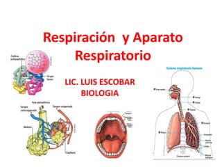 Respiración y Aparato
Respiratorio
LIC. LUIS ESCOBAR
BIOLOGIA
 