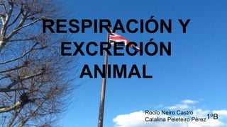 RESPIRACIÓN Y
EXCRECIÓN
ANIMAL
Rocío Neiro Castro
Catalina Peleteiro Pérez1ºB
 