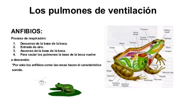 RESPIRACIÓN Y EXCRECIÓN