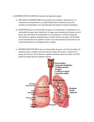 La RESPIRACIÓN PULMONAR consta de las siguientes etapas:

   a) MECÁNICA RESPIRATORIA que consiste en la entrada y salida del aire. La
      entrada de aire (Inspiración) y su salida (Espiración) constituyen un proceso
      mecánico semiautomático en el que participa activamente el músculo diafragma.

   b) HEMATOSIS que es el intercambio de gases a nivel pulmonar. La Hematosis es el
      intercambio de gases entre el pulmón y la sangre que se produce por ósmosis a nivel
      de los sacos alveolares de cada pulmón. En este proceso se verifica el pasaje de
      CO2 desde los capilares arteriales hacia el interior del saco alveolar y de O2 desde
      el saco alveolar hacia los capilares venosos. Las consecuencias de este proceso son
      la Descarboxilación y la Oxigenación de la sangre.


   c) RESPIRACIÓN INTERNA que es el intercambio de gases a nivel de los tejidos. Es
      el proceso que se cumple a nivel de todos los tejidos del cuerpo y consiste en el
      pasaje, por ósmosis, de O2 desde los capilares arteriales hasta las células y de CO2
      desde las células hasta los capilares venosos.
 
