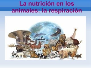 La nutrición en los
animales: la respiración
 