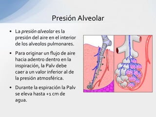 Presión Alveolar
• La presión alveolar es la
  presión del aire en el interior
  de los alveolos pulmonares.
• Para originar un flujo de aire
  hacia adentro dentro en la
  inspiración, la Palv debe
  caer a un valor inferior al de
  la presión atmosférica.
• Durante la espiración la Palv
  se eleva hasta +1 cm de
  agua.
 