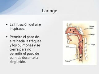 Laringe

• La filtración del aire
  inspirado.

• Permite el paso de
  aire hacia la tráquea
  y los pulmones y se
  cierra para no
  permitir el paso de
  comida durante la
  deglución.
 