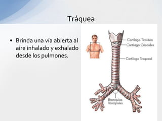 Tráquea

• Brinda una vía abierta al
  aire inhalado y exhalado
  desde los pulmones.
 