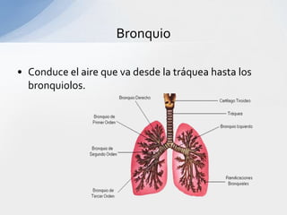 Bronquio

• Conduce el aire que va desde la tráquea hasta los
  bronquiolos.
 