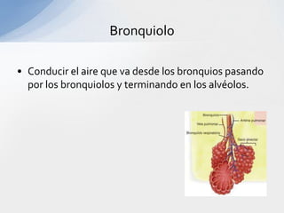 Bronquiolo

• Conducir el aire que va desde los bronquios pasando
  por los bronquiolos y terminando en los alvéolos.
 