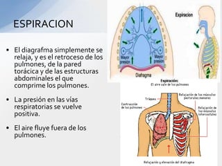 ESPIRACION

• El diagrafma simplemente se
  relaja, y es el retroceso de los
  pulmones, de la pared
  torácica y de las estructuras
  abdominales el que
  comprime los pulmones.
• La presión en las vías
  respiratorias se vuelve
  positiva.
• El aire fluye fuera de los
  pulmones.
 