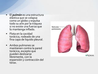 • El pulmón es una estructura
  elástica que se colapsa
  como un globo y expulsa
  todo su aire por la tráquea
  si no existe una fuerza que
  lo mantenga inflado.
• Flota en la cavidad
  torácica, rodeado de una
  fina capa de liquido pleural.
• Ambos pulmones se
  mantienen contra la pared
  torácica, excepto que
  pueden deslizarse
  libremente, con la
  expansión y contracción del
  tórax.
 