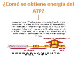 Ya sabemos que el ATP es la energía química utilizada por las células.
 Las enzimas que poseen las células se encargan de ...