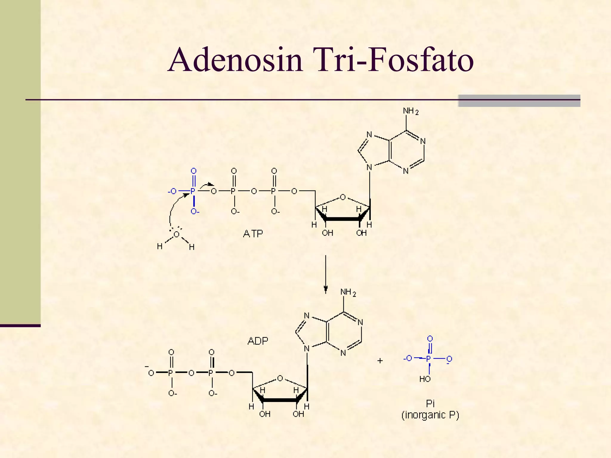 Adenosin Tri-Fosfato
 