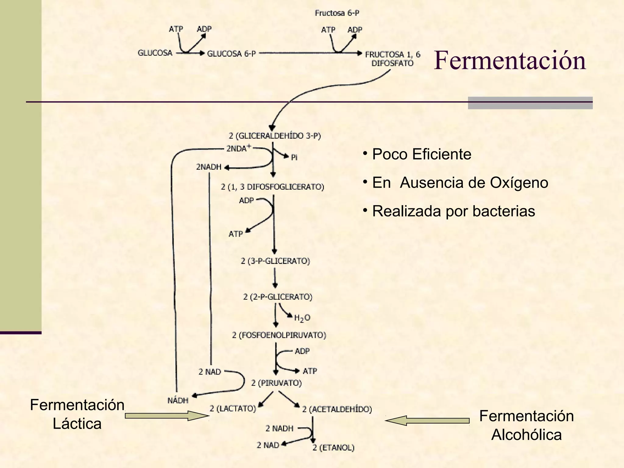 Fermentación


               • Poco Eficiente
               • En Ausencia de Oxígeno
               • Realizada por bacterias




Fermentación
   Láctica                        Fermentación
                                   Alcohólica
 