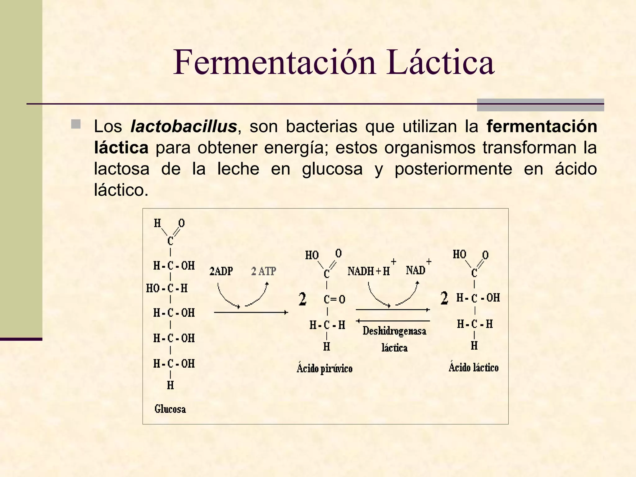 Fermentación Láctica
 Los lactobacillus, son bacterias que utilizan la fermentación
  láctica para obtener energía; estos organismos transforman la
  lactosa de la leche en glucosa y posteriormente en ácido
  láctico.
 