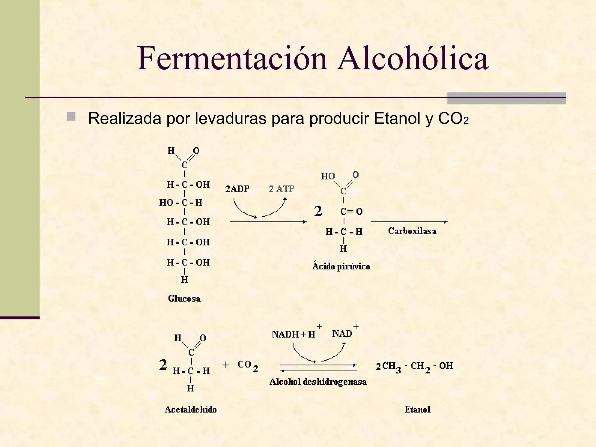 Fermentación Alcohólica
 Realizada por levaduras para producir Etanol y CO 2
 