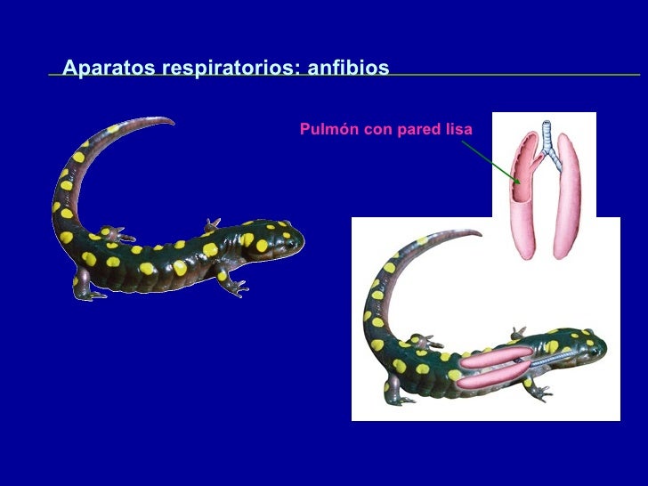 Respiracion 2