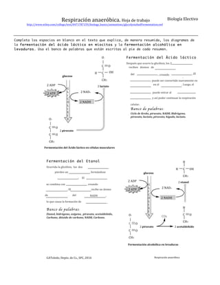  	
  	
  	
  	
  	
  	
  	
  	
  	
  	
  http://www.wiley.com/college/test/0471787159/biology_basics/animations/glycolysisAndFermentation.swf	
  	
  
Biología	
  ElectivoRespiración	
  anaeróbica.	
  Hoja	
  de	
  trabajo
Completa los espacios en blanco en el texto que explica, de manera resumida, los diagramas de
la fermentación del ácido láctico en miocitos y la fermentación alcohólica en
levaduras. Usa el banco de palabras que están escritas al pie de cada resumen.
O−
C
glucosa
Fermentación del Ácido láctico
O
OH
Después	
  que	
  ocurre	
  la	
  glicólisis,	
  los	
  2
	
  	
  	
  	
  reciben	
  	
  	
  átomos	
  	
  	
  de	
  	
  	
  	
  	
  
del ,	
  creando 	
  	
  	
  	
  	
  	
  	
  	
  	
  	
  	
  	
  	
  	
  	
  	
  	
  	
  	
  	
  	
  	
  	
  	
  	
  	
  .El
	
  	
  	
  	
  	
  	
  	
  	
  	
  	
  .
H C
CH3
2	
  ADP
2	
  ATP
G
L
i
C
Ó
L
i
S
I
S
2	
  lactato
puede	
  ser	
  convertido	
  nuevamente	
  en
	
  	
  en	
  el	
  	
  	
  	
  	
  	
  	
  	
  	
  	
  	
  	
  	
  	
  	
  	
  	
  	
  	
  	
  	
  	
  	
  	
  	
  	
  	
  	
  	
  	
  	
  	
  	
  	
  	
  	
  .	
  Luego,	
  el
	
  puede	
  entrar	
  al2	
  NAD+
2	
  NADH
y	
  así	
  poder	
  continuar	
  la	
  respiración
celular.	
  
Banco de palabras:
Ciclo	
  de	
  Krebs,	
  piruvato,	
  NADH,	
  Hidrógeno,	
  
piruvato,	
  lactato,	
  piruvato,	
  hígado,	
  lactato.
O−
C
C
CH3
Fermentación	
  del	
  Ácido	
  láctico	
  en	
  células	
  musculares
O
O
2	
  piruvato
Fermentación del Etanol
Ocurrida	
  la	
  glicólisis,	
  	
  los	
  	
  dos	
  	
  	
  	
  	
  	
  	
  	
  	
  	
  	
  
	
  	
  	
  	
  	
  	
  	
  	
  	
  	
  	
  	
  	
  pierden	
  un	
  	
  	
  	
  	
  	
  	
  	
  	
  	
  	
  	
  	
  	
  	
  	
  	
  	
  	
  	
  	
  	
  	
  	
  	
  	
  	
  	
  	
  	
  	
  	
  	
  	
  ,	
  formándose
	
  	
  	
  	
  	
  	
  	
  	
  	
  	
  	
  	
  	
  	
  	
  	
  	
  	
  	
  	
  	
  	
  	
  	
  	
  	
  	
  	
  	
  	
  	
  	
  	
  	
  	
  	
  	
  	
  	
  	
  	
  	
  	
  	
  	
  	
  	
  	
  	
  	
  .	
  	
  	
  	
  	
  El
glucosa
H
H
2	
  ADP
2	
  ATP
.
G
L
I
C
Ó
L
I
S
I
S
C
CH3
OH
se	
  combina	
  con	
  	
  	
  	
  	
  	
  	
  	
  	
  	
  	
  	
  	
  	
  	
  	
  	
  	
  	
  	
  	
  	
  	
  	
   creando
	
  	
  	
  	
  	
  	
  	
  	
  	
  	
  	
  	
  	
  	
  	
  	
  	
  	
  	
  	
  	
  	
  	
  	
  	
  	
  	
  	
  	
  	
  	
  	
  	
  .	
  El	
  	
  	
  	
  	
  	
  	
  	
  	
  	
  	
  	
  	
  	
  	
  	
  	
  	
  	
  	
  	
  	
  	
  	
  	
  	
  	
  	
  	
  	
  	
  	
  recibe	
  un	
  átomo
	
  de	
   del NADH	
  	
  	
  	
  	
  	
  	
  	
  	
  	
  	
  	
  	
  ,
2	
  etanol
2	
  NAD+
2	
  NADH
H
CO2
C
CH3
O
lo	
  que	
  causa	
  la	
  formación	
  de	
  	
  	
  	
  	
  	
  	
  	
  	
  	
  	
  	
  	
  	
  	
  	
  
	
  
Banco de palabras:	
  
Etanol,	
  hidrógeno,	
  oxígeno,	
  	
  piruvato,	
  acetaldehído,	
  	
  
Carbono,	
  dióxido	
  de	
  carbono,	
  NADH,	
  Carbono.
O−
C
C
CH3
O
O
2	
  piruvato 2	
  acetaldehído
	
  	
  	
  	
  	
  	
  Fermentación	
  alcohólica	
  en	
  levaduras
GAToledo,	
  Depto.	
  de	
  Cs.,	
  SFC,	
  2016 Respiración	
  anaeróbica
 