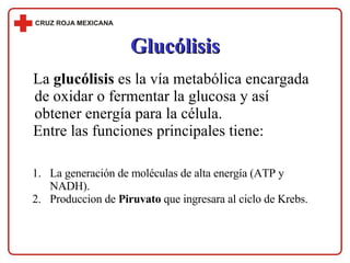 Glucólisis La  glucólisis  es la vía metabólica encargada de oxidar o fermentar la glucosa y así obtener energía para la célula.  Entre las funciones principales tiene: La generación de moléculas de alta energía (ATP y NADH). Produccion de  Piruvato  que ingresara al ciclo de Krebs. 