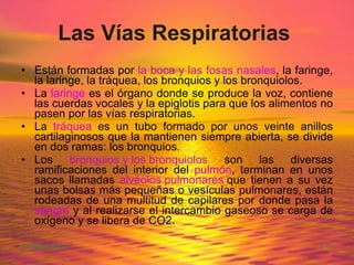 Las Vías Respiratorias   Están formadas por  la boca y las fosas nasales , la faringe, la laringe, la tráquea, los bronquios y los bronquiolos.  La  laringe  es el órgano donde se produce la voz, contiene las cuerdas vocales y la epiglotis para que los alimentos no pasen por las vías respiratorias.  La  tráquea  es un tubo formado por unos veinte anillos cartilaginosos que la mantienen siempre abierta, se divide en dos ramas: los bronquios.  Los  bronquios y los bronquiolos  son las diversas ramificaciones del interior del  pulmón , terminan en unos sacos llamadas  alvéolos pulmonares  que tienen a su vez unas bolsas más pequeñas o vesículas pulmonares, están rodeadas de una multitud de capilares por donde pasa la  sangre  y al realizarse el intercambio gaseoso se carga de oxígeno y se libera de CO2. 