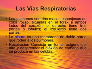 Las Vías Respiratorias Los pulmones son dos masas esponjosas de color rojizo, situadas en el tórax a ambos lados del corazón, el derecho tiene tres partes o lóbulos; el izquierdo tiene dos partes.  La  pleura  es una membrana de doble pared que rodea a los pulmones.  Respiración Consiste en tomar oxígeno del aire y desprender el dióxido de carbono que se produce en las células.   