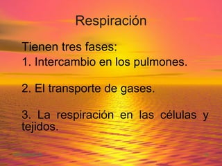 Respiración Tienen tres fases: 1. Intercambio en los pulmones. 2. El transporte de gases. 3. La respiración en las células y tejidos. 