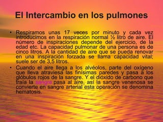 El Intercambio en los pulmones Respiramos unas 17 veces por minuto y cada vez introducimos en la respiración normal ½ litro de aire. El número de inspiraciones depende del ejercicio, de la edad etc. La capacidad pulmonar de una persona es de cinco litros. A la cantidad de aire que se pueda renovar en una inspiración forzada se llama capacidad vital; suele ser de 3,5 litros.  Cuando el aire llega a los alvéolos, parte del oxígeno que lleva atraviesa las finísimas paredes y pasa a los glóbulos rojos de la sangre. Y el dióxido de carbono que traía la  sangre  pasa al aire, así la sangre venenosa se convierte en sangre arterial esta operación se denomina hematosis.  
