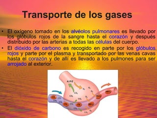 Transporte de los gases   El oxígeno tomado en los  alvéolos pulmonares  es llevado por los glóbulos rojos de la sangre hasta el  corazón  y después distribuido por las arterias a todas las  células  del cuerpo.  El  dióxido de carbono  es recogido en parte por los  glóbulos rojos  y parte por el plasma y transportado por las venas cavas hasta el  corazón  y de allí es llevado a los pulmones para ser  arrojado  al exterior.   