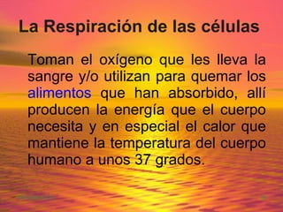 La Respiración de las células   Toman el oxígeno que les lleva la sangre y/o utilizan para quemar los  alimentos  que han absorbido, allí producen la energía que el cuerpo necesita y en especial el calor que mantiene la temperatura del cuerpo humano a unos 37 grados. 