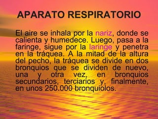 APARATO RESPIRATORIO El aire se inhala por la  nariz , donde se calienta y humedece. Luego, pasa a la faringe, sigue por la  laringe  y penetra en la tráquea. A la mitad de la altura del pecho, la tráquea se divide en dos bronquios que se dividen de nuevo, una y otra vez, en bronquios secundarios, terciarios y, finalmente, en unos 250.000 bronquiolos.  
