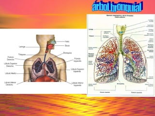 árbol bronquial 