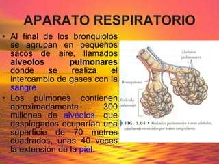 APARATO RESPIRATORIO Al final de los bronquiolos se agrupan en pequeños sacos de aire, llamados  alveolos pulmonares  donde se realiza el intercambio de gases con la  sangre .  Los pulmones contienen aproximadamente 300 millones de  alvéolos , que desplegados ocuparían una superficie de 70 metros cuadrados, unas 40 veces la extensión de la  piel .  