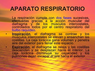 APARATO RESPIRATORIO La respiración cumple con  dos fases  sucesivas, efectuadas gracias a la acción muscular del diafragma y de los músculos intercostales, controlados todos por el centro respiratorio del  bulbo raquídeo .  Inspiración , el diafragma se contrae y los músculos intercostales se elevan y ensanchan las costillas. La caja torácica gana volumen y penetra aire del exterior para llenar este espacio.  Espiración , el diafragma se relaja y las costillas descienden y se desplazan hacia el interior. La caja torácica disminuye su capacidad y los pulmones dejan escapar el aire hacia el exterior.  