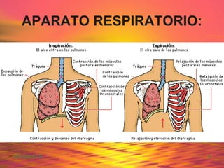 APARATO RESPIRATORIO: 
