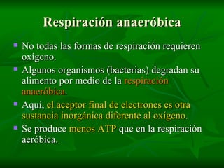 Respiración anaeróbica No todas las formas de respiración requieren oxígeno. Algunos organismos (bacterias) degradan su alimento por medio de la  respiración anaeróbica . Aquí,  el aceptor final de electrones es otra sustancia inorgánica diferente al oxígeno . Se produce  menos ATP  que en la respiración aeróbica. 