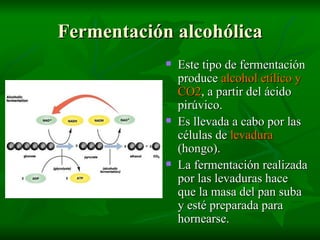 Fermentación alcohólica Este tipo de fermentación produce  alcohol etílico y CO2 , a partir del ácido pirúvico. Es llevada a cabo por las células de  levadura  (hongo). La fermentación realizada por las levaduras hace que la masa del pan suba y esté preparada para hornearse. 