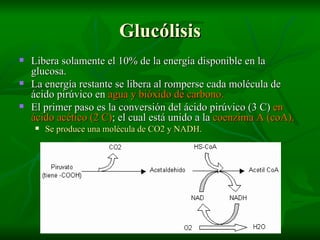 Glucólisis Libera solamente el 10% de la energía disponible en la glucosa. La energía restante se libera al romperse cada molécula de ácido pirúvico en  agua y bióxido de carbono. El primer paso es la conversión del ácido pirúvico (3 C)  en ácido acético (2 C) ; el cual está unido a la  coenzima A (coA).   Se produce una molécula de CO2 y NADH. 