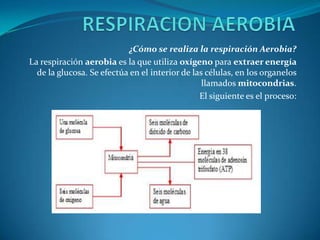 ¿Cómo se realiza la respiración Aerobia?
La respiración aerobia es la que utiliza oxígeno para extraer energía
  de la glucosa. Se efectúa en el interior de las células, en los organelos
                                                 llamados mitocondrias.
                                                El siguiente es el proceso:
 