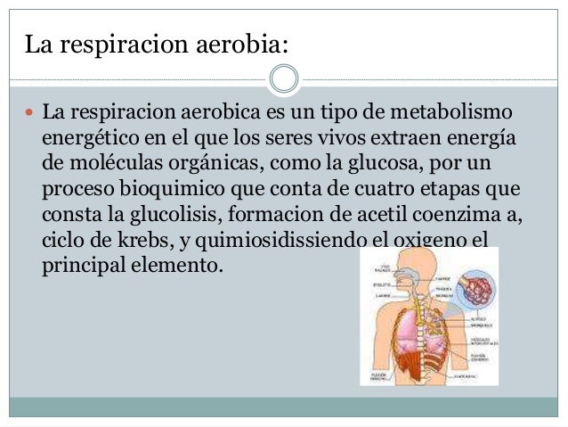 Respiracion aerobia