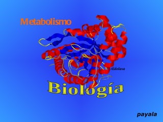 Biología Aldolasa Metabolismo payala 