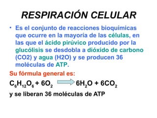 RESPIRACIÓN CELULAR
• Es el conjunto de reacciones bioquímicas
  que ocurre en la mayoría de las células, en
  las que el ácido pirúvico producido por la
  glucólisis se desdobla a dióxido de carbono
  (CO2) y agua (H2O) y se producen 36
  moléculas de ATP.
Su fórmula general es:
C6H12O6 + 6O2         6H2O + 6CO2
y se liberan 36 moléculas de ATP
 