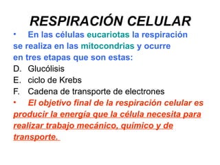 RESPIRACIÓN CELULAR
• En las células eucariotas la respiración
se realiza en las mitocondrias y ocurre
en tres etapas que son estas:
D. Glucólisis
E. ciclo de Krebs
F. Cadena de transporte de electrones
• El objetivo final de la respiración celular es
producir la energía que la célula necesita para
realizar trabajo mecánico, químico y de
transporte.
 