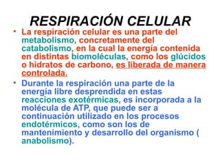 RESPIRACIÓN CELULAR
• La respiración celular es una parte del
  metabolismo, concretamente del
  catabolismo, en la cual la energía contenida
  en distintas biomoléculas, como los glúcidos
  o hidratos de carbono, es liberada de manera
  controlada.
• Durante la respiración una parte de la
  energía libre desprendida en estas
  reacciones exotérmicas, es incorporada a la
  molécula de ATP, que puede ser a
  continuación utilizado en los procesos
  endotérmicos, como son los de
  mantenimiento y desarrollo del organismo (
  anabolismo).
 